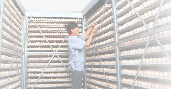 易游yy米乐app：母鸡的特色